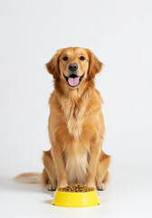 Fototapeta premium Golden retriever happy with yellow bowl full of dog food in studio setting