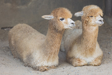Fototapeta premium Thailand. Bangkok. Alpaca at Safari World Zoo.
