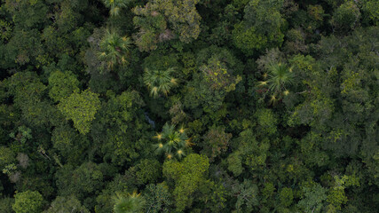 Naklejka premium AERIAL IMAGES OF FLOODED FORESTS ON THE NANAY RIVER, A BLACKWATER RIVER OR IGAPO, AMAZON NEAR THE CITY OF IQUITOS