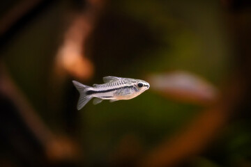 Corydoras pygmaeus, blackbanded corydoras dwarf armored catfish underwater swimming. Gastrodermus...