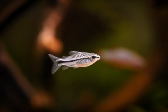 Corydoras pygmaeus, blackbanded corydoras dwarf armored catfish underwater swimming. Gastrodermus Corydoras pygmaeus miniature tropical catfish in the nature freshwater aquarium tank