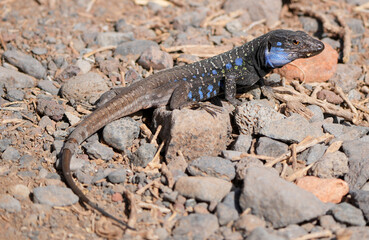 Kanareneidechse (Gallotia galloti) mit blauen Schuppen auf steinigem Boden