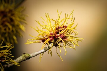 Hamamelis mollis Delicate, thread-like flowers in yellow and red of the Chinese witch hazel in early March