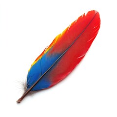 colorful feathers isolated on white