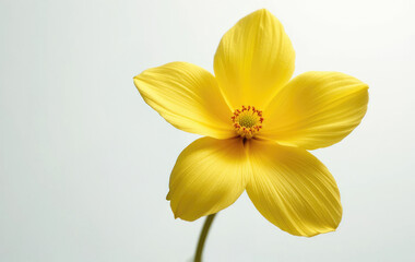 Fototapeta premium Close-up of Delicate Yellow Flower with Five Petals and Soft Lighting