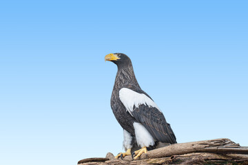 Steller Sea Eagle