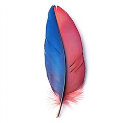 Colorful Feather Close-up: A close-up shot of a vibrant feather, split symmetrically into shades of blue and pink, showcasing its intricate details and textures.