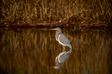 Brown Heron In the Pond