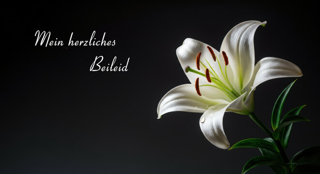 White lily flower on a dark background with text Mein herzliches Beileid meaning My heartfelt condolences in German, symbolizing sympathy and mourning