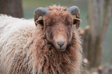 Portrait of a brown Heidschnucke with round horns. The sheep looks into the camera. The animal is full of fur.
