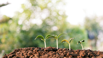 growing Pumpkin sprouts line up