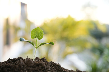 macro closeup of Pumpkin leaf sprout under sunlight