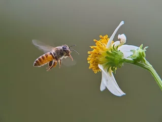 Fototapeten bee on flower © Riko