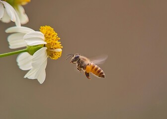 bee on a flower