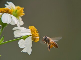 bee on a flower