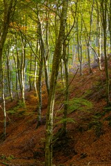 Beech forest on the hillside