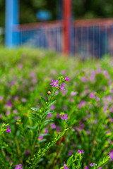 Close up of delicate mexcian or hawaiian heather standing out in the middle of bushy greenery