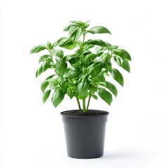 Lush basil plant in a black pot. (1)
