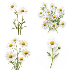 Four arrangements of chamomile flowers on white.
