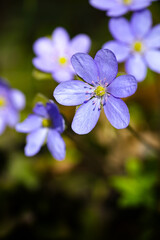 Fantastic view of round-lobed hepatica flower.
