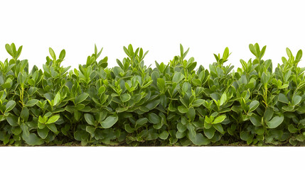Obraz premium Lush Green Bush Foliage Border Image