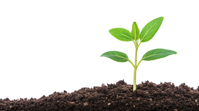 Green young plant growing in soil sprout nature isolated on white background.