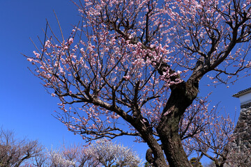 梅の木　梅ノ段でピンクの花を咲かせる　（高知県　高知市）