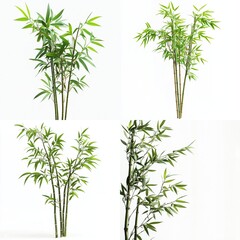 Obraz premium Four types of bamboo plants on white background.