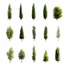 Collection of 15 Green Trees Illustration