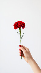 Female hand holding red carnation against white background