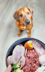 Natural raw dog food Top view of brown dog sitting and waiting for feeding. Dog bowl with raw meat food and vegetables in female hand close-up