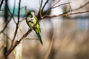 Monk parakeet Myiopsitta monachus in the park, sitting on a branch in the sun and eating