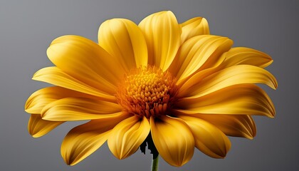 Obraz premium close up of yellow flower on gray background