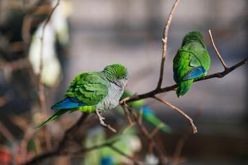 Monk parakeet Myiopsitta monachus in the park, sitting on a branch in the sun