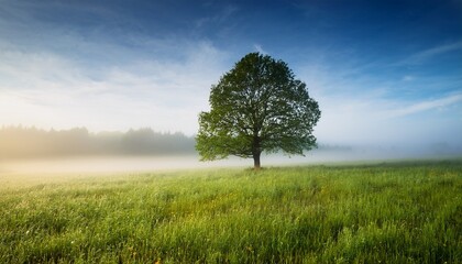 solitary tree in a misty meadow