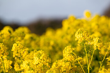 Obraz premium 黄色い菜の花