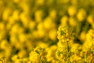 黄色い菜の花