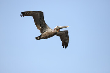 Brown pelican soaring with wings fully extended in bright daylight
