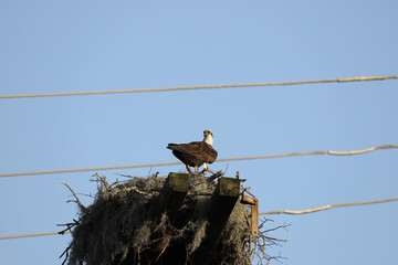 Osprey standing on a power pole nest with tangled moss and sticks