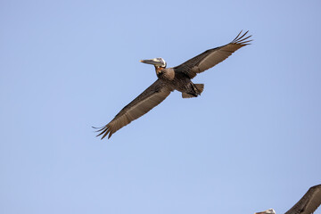 Brown pelican flying with strong wings, catching the wind as it moves effortlessly