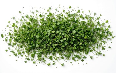Obraz premium Fresh Green Parsley Plant Overhead Shot Isolated for Culinary Use