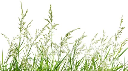Fresh rice plant isolated on white background