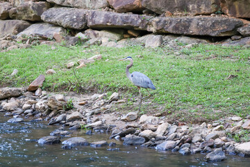 Great blue heron spreading its wings as it lands by the river&rsquo;s edge