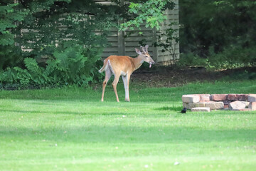 White-tailed deer exhibiting signs of Epizootic Hemorrhagic Disease in a grassy backyard