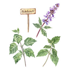 Watercolor clip art of patchouli leaves, flowers and the garden sign, isolated on transparent background. Colorful drawing of the popular aromatherapy and perfumery ingredient