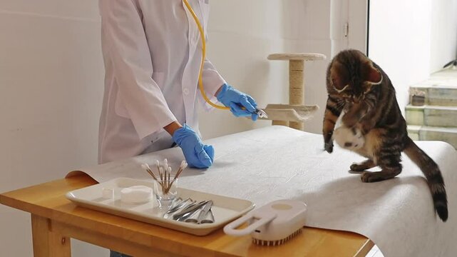 A young girl veterinarian plays with a small kitten. - Powered by Adobe