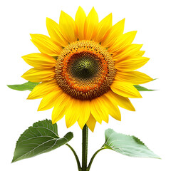 Obraz premium Bright sunflower with green leaves isolated on a transparent background showcasing its vibrant petals and detailed center, Sunflower, isolated, transparent backgroundGenerative IA