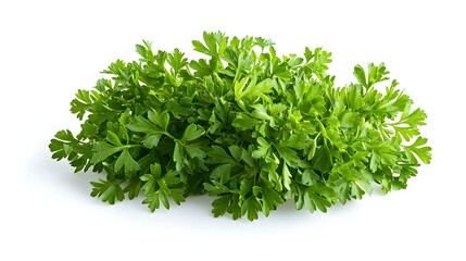 Fototapeta premium parsley isolated on a white background