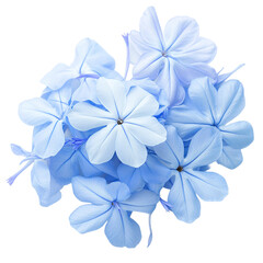 Blue flowers isolated on transparent background
