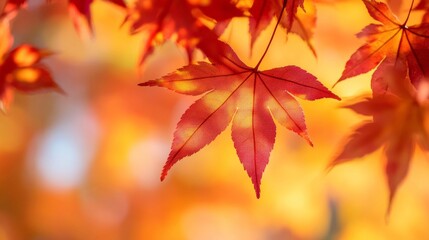 Fototapeta premium Red And Orange Maple Leaf Close Up Autumn Fall